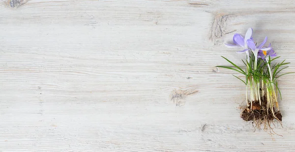 beyaz tahta üzerinde crocus çiçekleri, üst görünüm ve boş boşluk metin için
