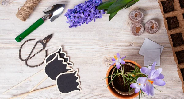 Beyaz ahşap yüzeyde bahçe aletleri ve bahar çiçekleri