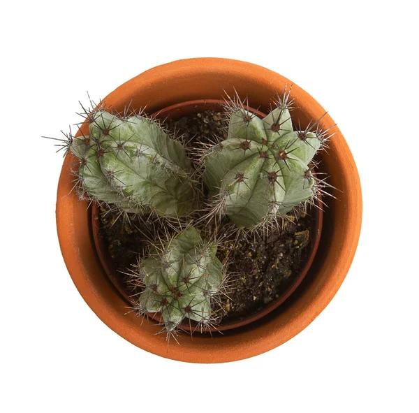 Kaktus Isolerad Vit Bakgrund Ovanifrån — Stockfoto