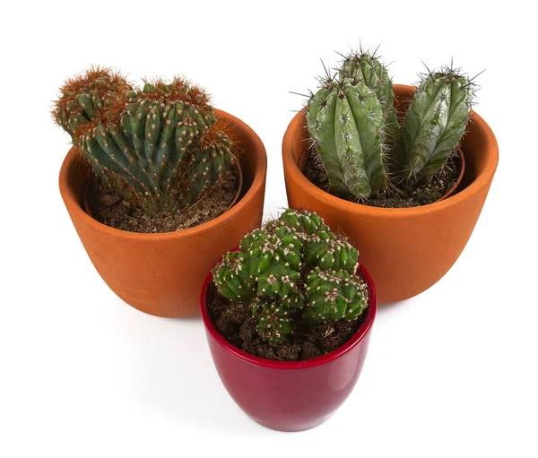 Kaktüs beyaz arkaplanda izole