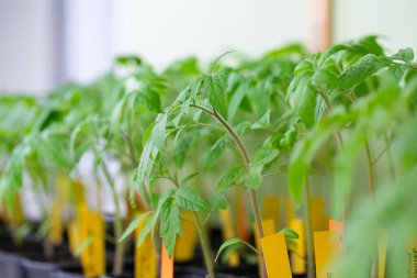 Baharda domates fideleri. Tohumdan domates yetiştirmek. 