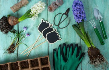 Turkuaz ahşap yüzeyde bahçe aletleri ve bahar çiçekleri