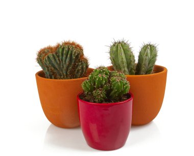 Kaktüs beyaz arkaplanda izole