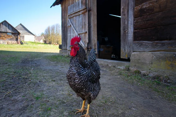 Beautiful Colorful Rooster Walking Countryside — стоковое фото