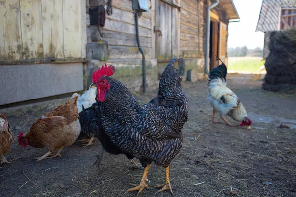 Kırsalda Bir Tavuk Çiftliği Tavuk Horozlar Dışarıda Yürüyor — Stok fotoğraf