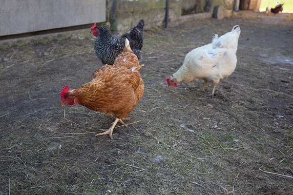 Chicken Farm Countryside Chicken Roosters Walking Outdoors — стоковое фото