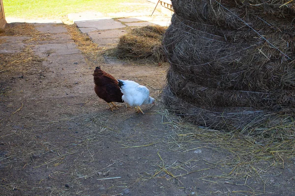 Fazenda Frango Campo Frango Galos Andando Livre — Fotografia de Stock