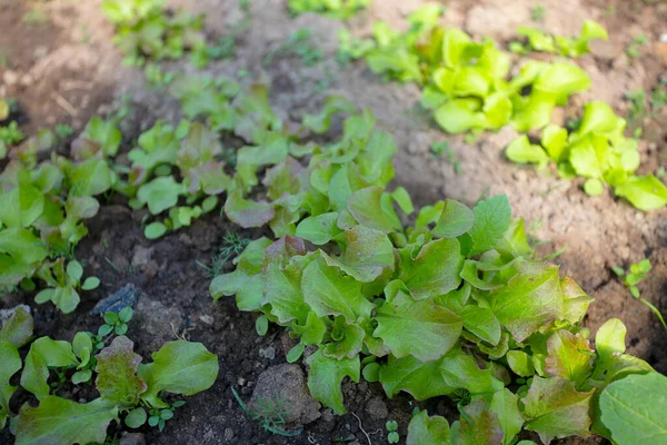 Lettuce Radishes Growing Early Spring — Stock Photo, Image