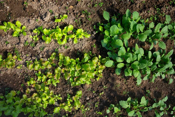 Lettuce Radishes Growing Early Spring — 스톡 사진