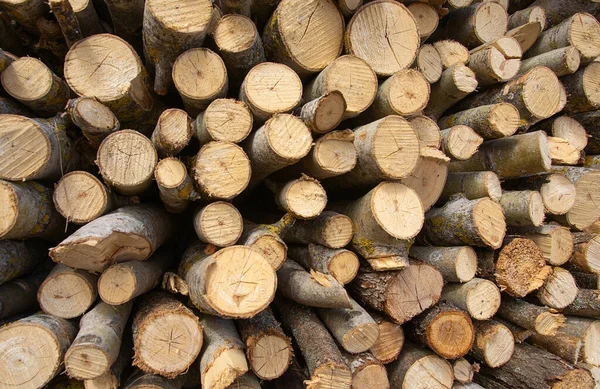 Stacked Loggs Fire Wood Texture Background Close Loggs — Foto Stock