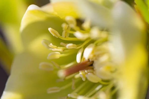 Flor Del Helleborus Creciendo Principios Primavera —  Fotos de Stock