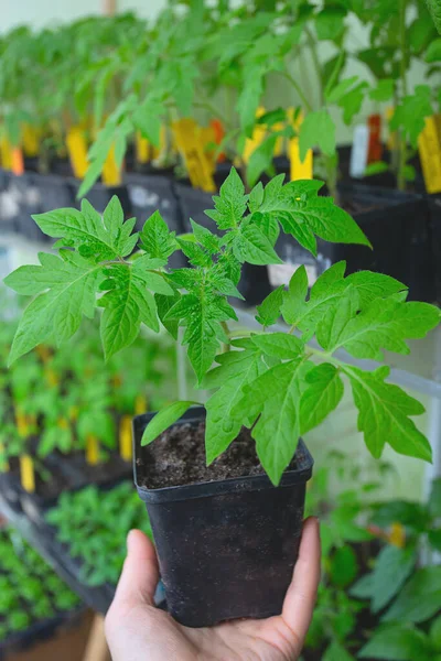 Mudas Tomate Primavera Cultivo Tomates Uma Semente — Fotografia de Stock