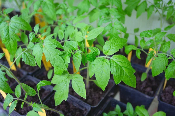 Plántulas Tomate Primavera Cultivar Tomates Una Semilla — Foto de Stock