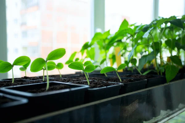 Cucumber Paprika Seedlings Window Sill — Stock fotografie