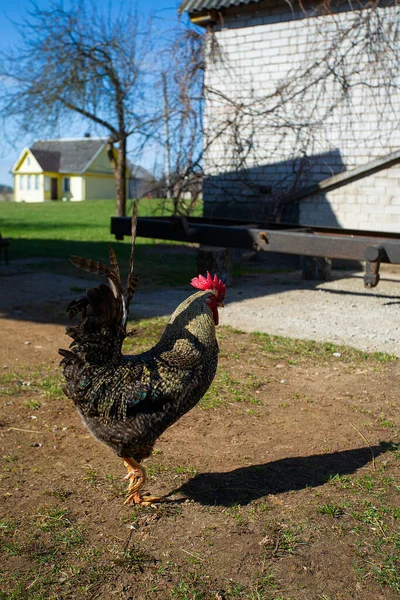 Beautiful Colorful Rooster Walking Countryside — стоковое фото