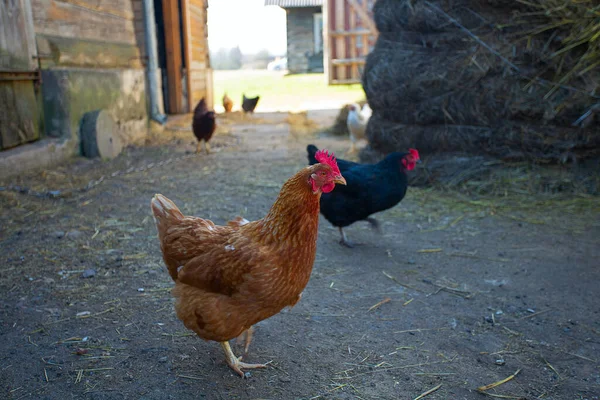Kırsalda Bir Tavuk Çiftliği Tavuk Horozlar — Stok fotoğraf