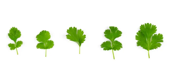 Fresh Coriander Leaf Isolated White Background Top View — стоковое фото