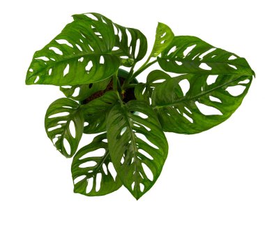 Monstera Obliqua beyaz, üst görünüm izole