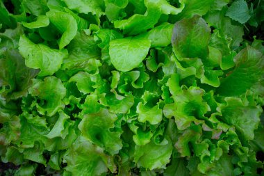 Camdan evde büyüyen kıvırcık marul