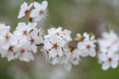 Bahar bahçesinde kiraz çiçekleri açıyor.