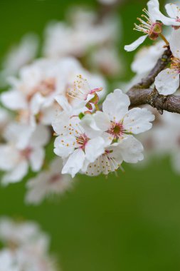 Bahar bahçesinde kiraz çiçekleri açıyor.