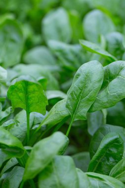 Cam evde ıspanak yetişiyor.