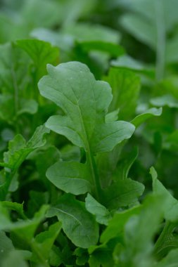 Camdan evde büyüyen roka