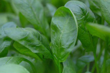 Cam evde ıspanak yetişiyor.