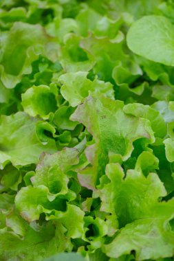 Camdan evde büyüyen kıvırcık marul