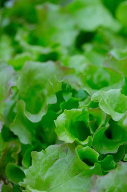 Camdan evde büyüyen kıvırcık marul