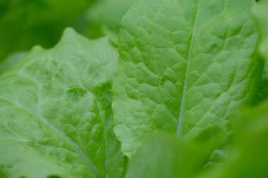 Camdan evde büyüyen kıvırcık marul