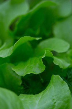 Camdan evde büyüyen kıvırcık marul