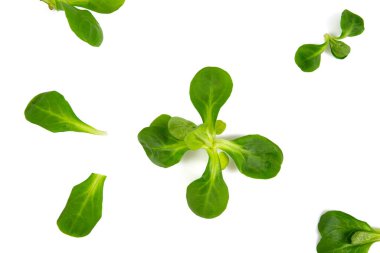 Valerianella marulu arka planda izole edilmiş.