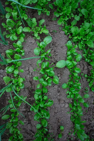 Fresh Spring Greens Growing Glass House Top View — Stock Photo, Image