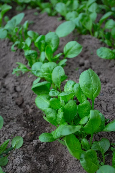 Färska Vårgreener Som Växer Ett Glashus — Stockfoto