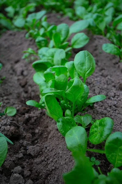 Fresh Spring Greens Growing Glass House — Stock Photo, Image