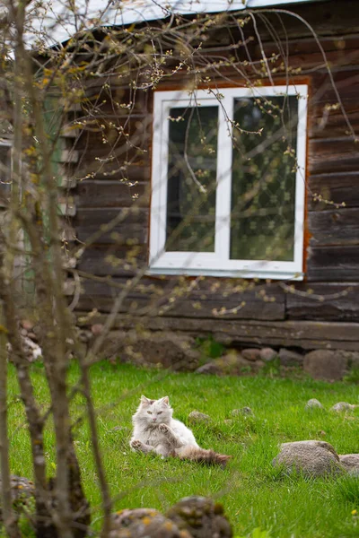 カラフルな田舎のかわいいふわふわ猫 — ストック写真