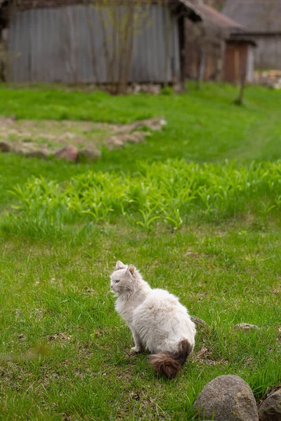 Niedliche Flauschige Katze Bunter Landschaft — Stockfoto