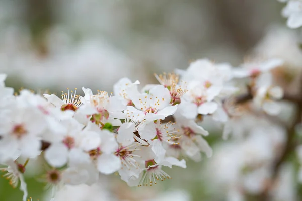 Třešňové Květy Kvetoucí Jarní Zahradě — Stock fotografie