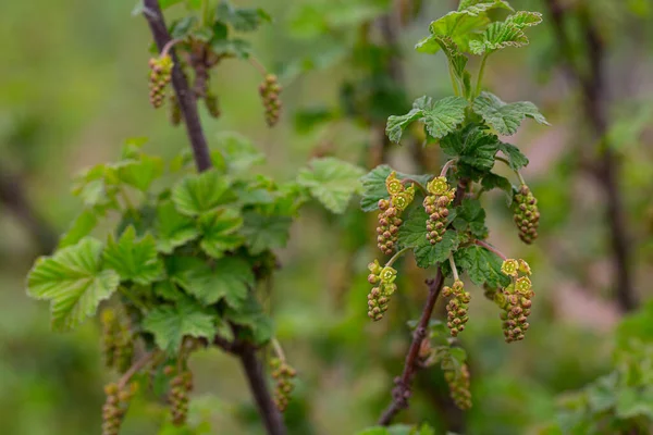 Groseilles Rouges Fleurs Poussant Dans Jardin Printemps — Photo