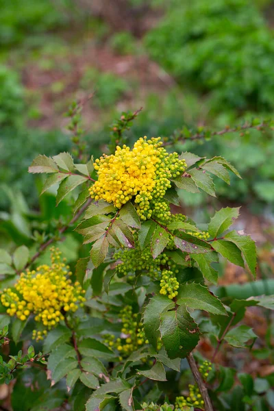 Bloeiende Mahonia Groeien Tuin — Stockfoto