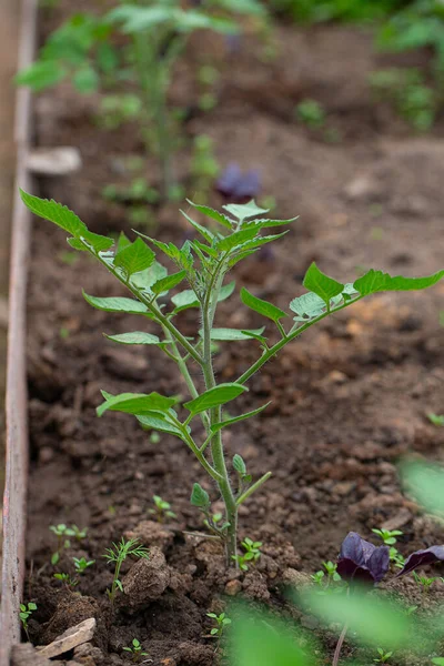 Tomate Plantas Jóvenes Que Crecen Invernadero — Foto de Stock