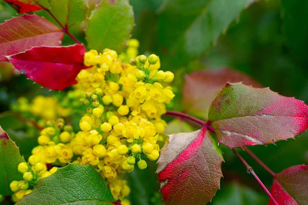 Bloeiende Mahonia Groeien Tuin — Stockfoto