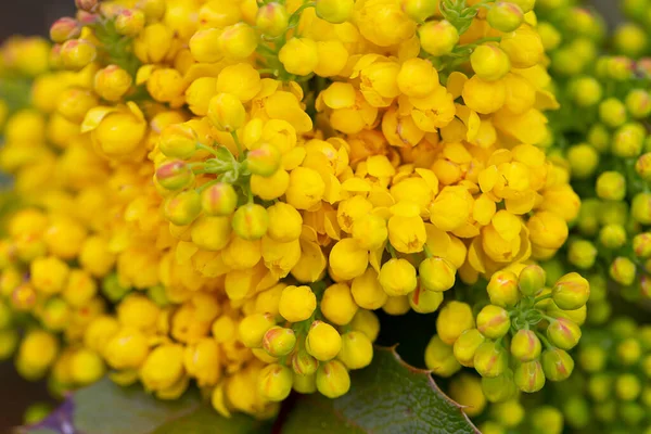 Bloeiende Mahonia Groeien Tuin — Stockfoto