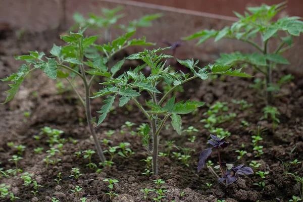 在绿屋种植的番茄幼苗 — 图库照片