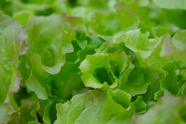 Camdan evde büyüyen kıvırcık marul