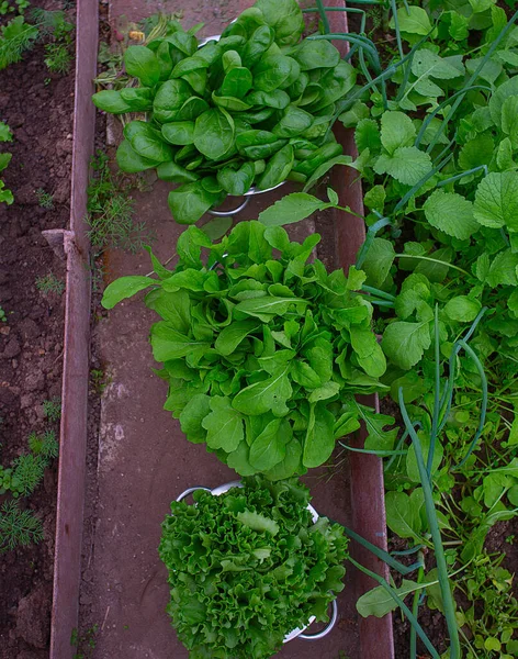 Laitue Épinards Rucola Passoire Ramassés Dans Maison Verre — Photo