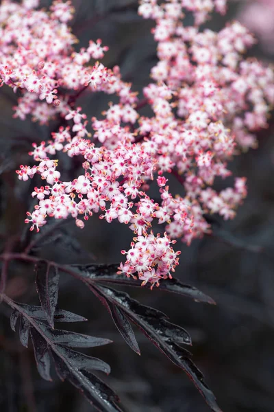 Sambucus Nigra Black Lace Blossoms — Stock Photo, Image