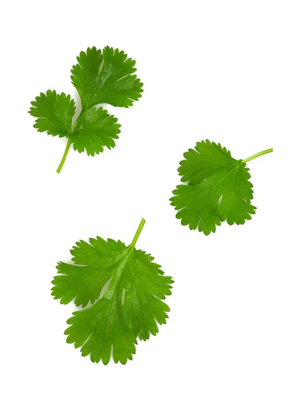 Fresh Coriander Leaf Isolated White Background Top View — Stock Photo, Image