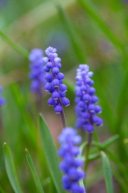 muscari (üzüm sümbülü) bahçede yetişiyor